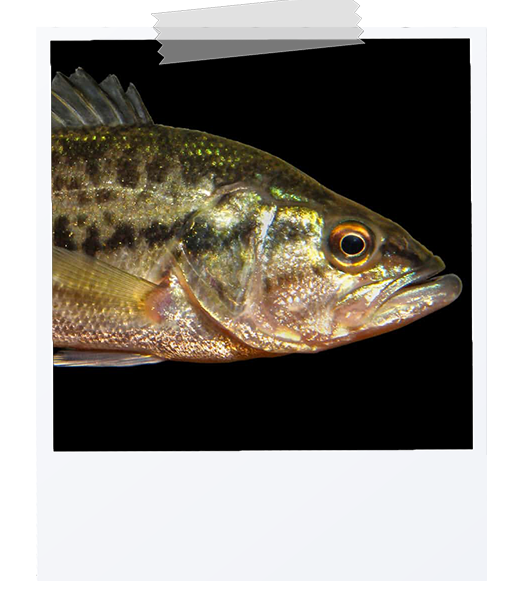 picture of a spotted bass